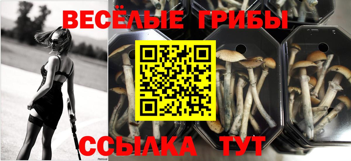 Новомосковск  Галлюциногенные грибы прущие грибы  Вход с VPN 